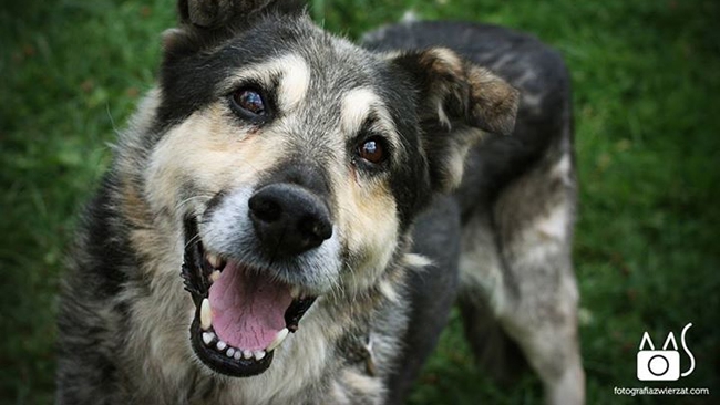 DEMON od roku poszukuje nowego właściciela