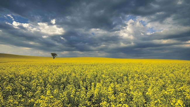 Fot. Tomasz Okoniewski