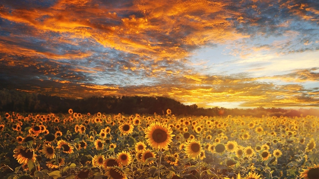 W poniedziałek upał będzie największy. We wtorek tylko nieco poniżej 30 °C