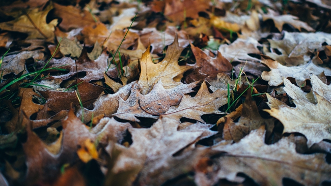 W połowie tygodnia pogodnie, choć w czwartek rano mgła i przymrozek. W najcieplejszym momencie dnia 12°C.