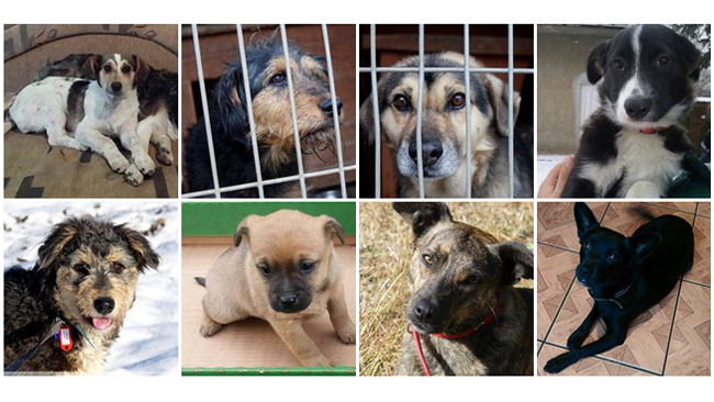 Fot. OTOZ Animals Krosno