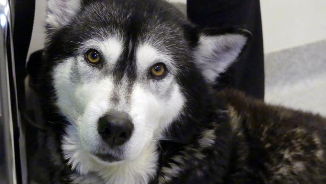 Fot. OTOZ "Animals" Krosno