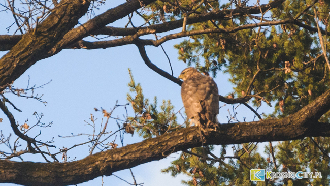 Na Starym Cmentarzu pojawiły się sikorki, kwiczoły, jest dzięcioł, są pełzacze.