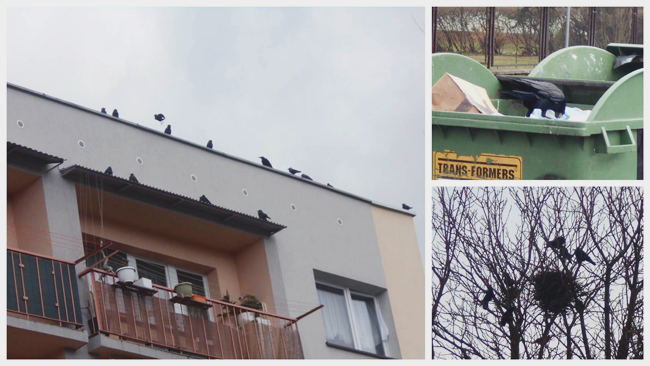 Fot. zdjęcia nadesłane przez czytelnika