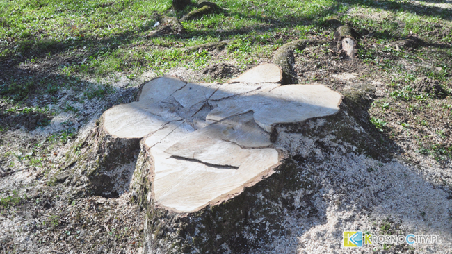 Fot. Piotr Dymiński