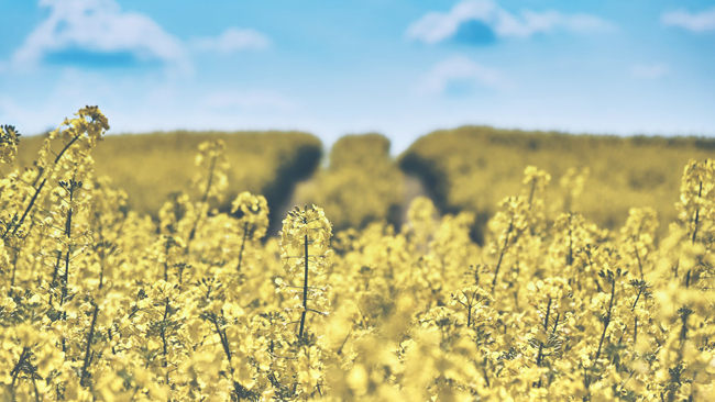 W środku tygodnia pogodę kształtować będzie wyż. Zagwarantuje on słoneczne i ciepłe dni.