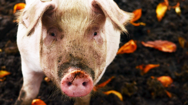 zdjęcie ilustracyjne