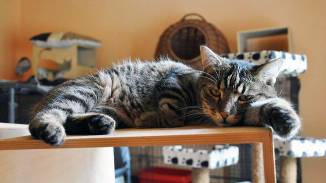 Fot. Kociarnia Krosno OTOZ 