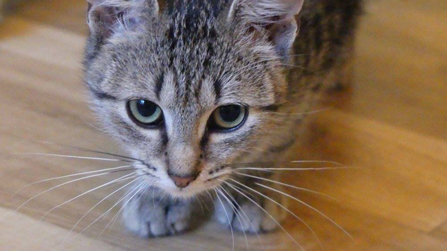 Fot. archiwum Kociarnia Krosno OTOZ Animals