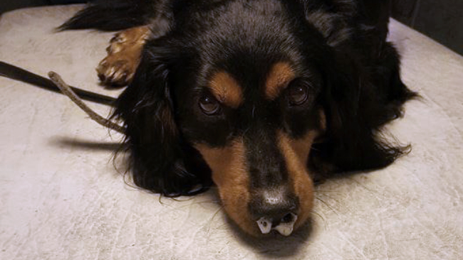 Fot. OTOZ "Animals" Krosno