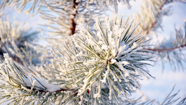 W Wigilię wieczorem dotrze do nas mroźne powietrze arktyczne. Lekko poprószy, więcej śniegu w pierwszy dzień Świąt.