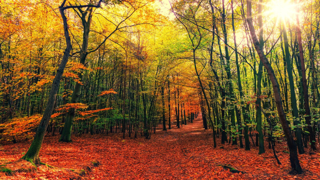 Pierwszy weekend drugiej połowy listopada przyniesie bardzo wysokie temperatury. Miejscami do 17°C, nie będzie padać.