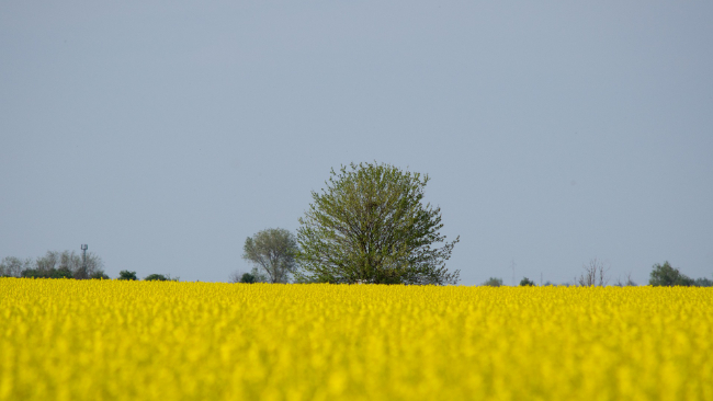 W poniedziałek sucho, ale nie więcej niż 20°C. We wtorek przyjemnie, do 22°C, lokalnie przelotnie pokropi.