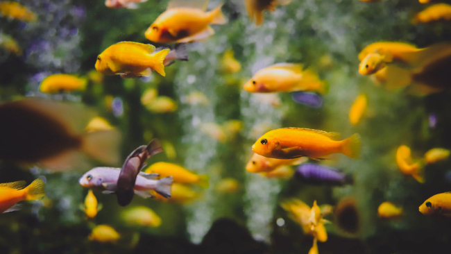 zdjęcie ilustracyjne