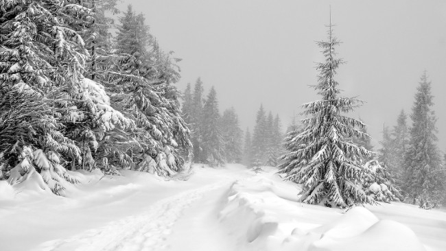 Początek ostatniego tygodnia stycznia z intensywnymi opadami śniegu. Będzie też mróz i porywisty wiatr.