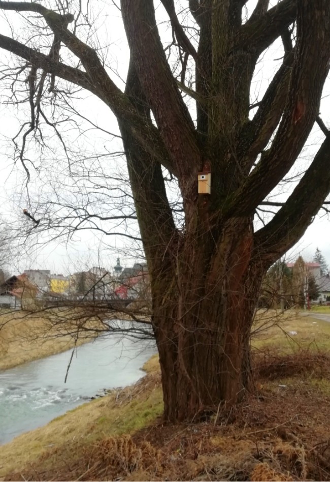 Fot. archiwum UM Krosno