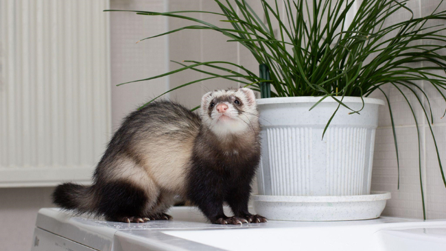 zdjęcie ilustracyjne