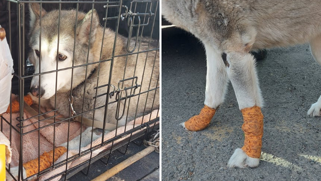 Fot. OTOZ Animals Krosno