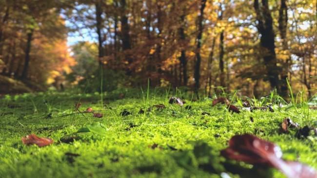 Środa słoneczna i ciepła, nad ranem i rano mgła. W czwartek zachmurzenie wyraźnie wzrośnie.