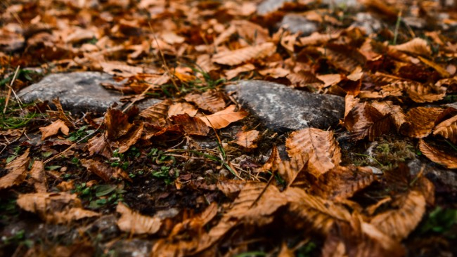 Poniedziałek pochmurny z przelotnym deszczem. We wtorek cieplej, z przejaśnieniami.