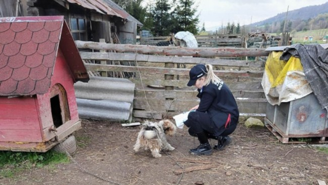 Inspektorka OTOZ Animals podczas interwencji.