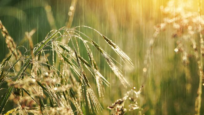 Początek tygodnia gorący, od wtorku chłodniej.