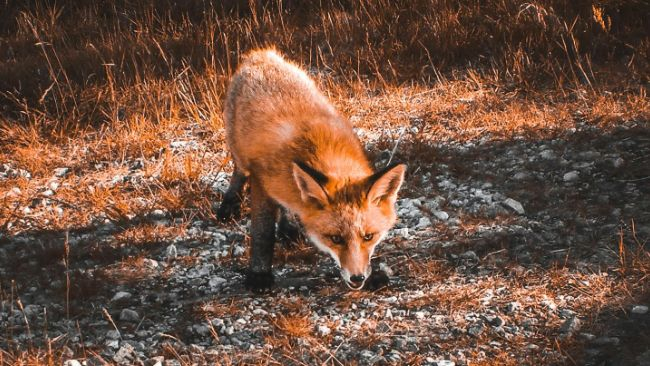 zdjęcie ilustracyjne