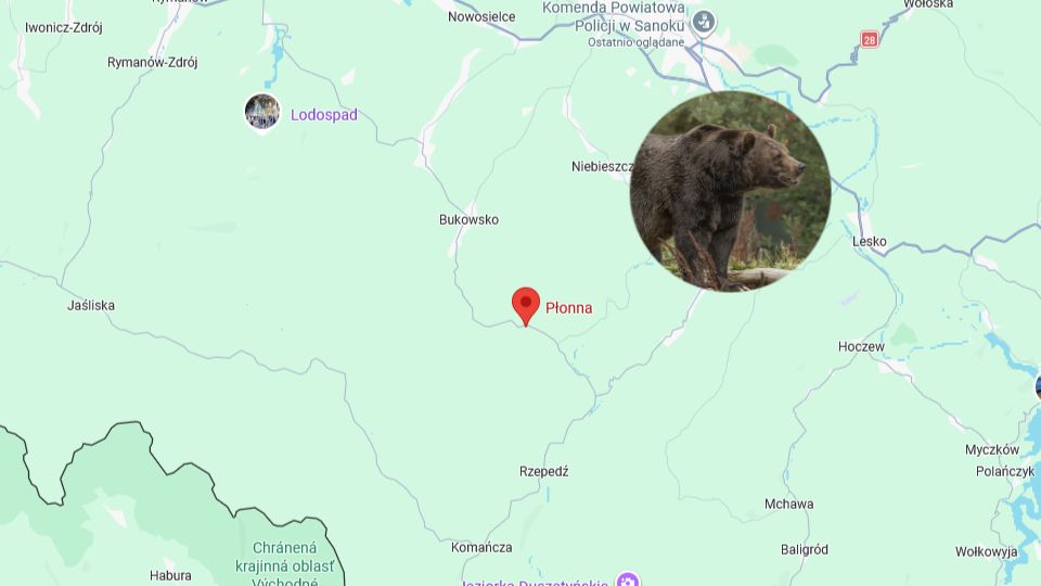 58-letnia kobieta poniosła śmierć w wyniku ataku niedźwiedzicy.