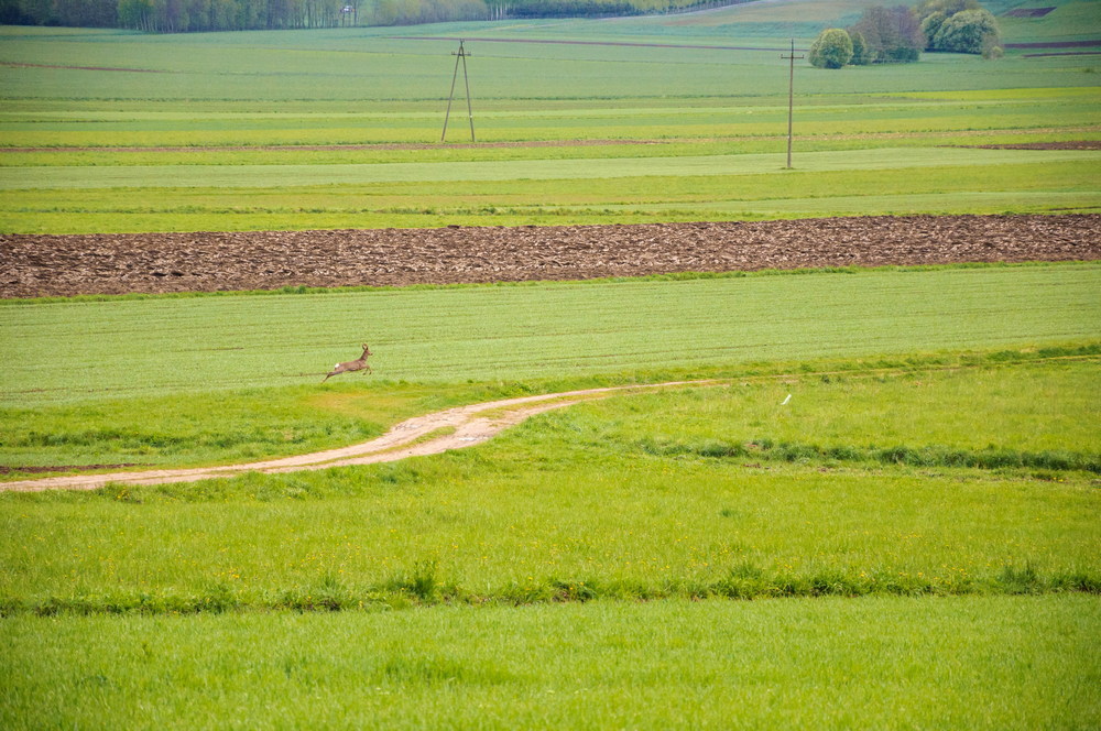 18. MGZB Krosno 2017. Fot. Mateusz Głód