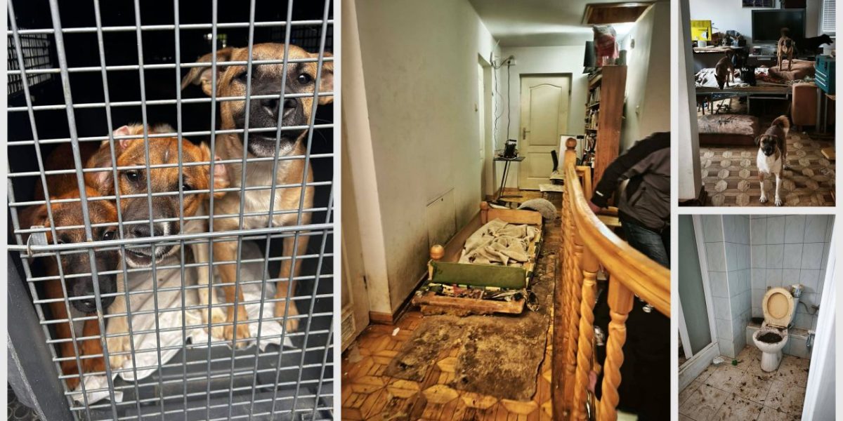 60 zwierząt uratowanych w Krośnie.