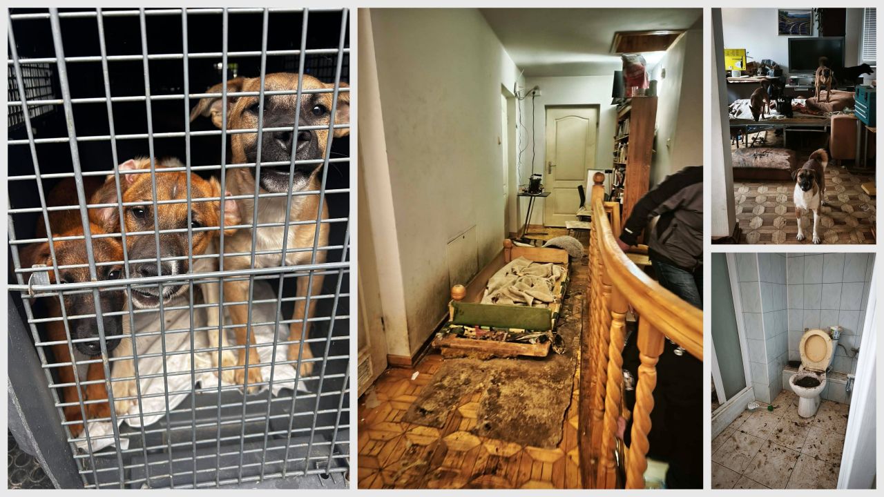 60 zwierząt uratowanych w Krośnie.