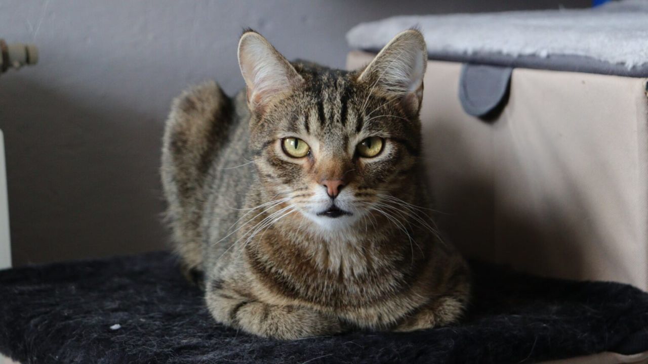 „Kociarnia” staje się schroniskiem