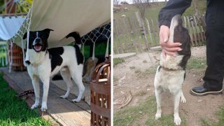 Oscypek szuka przyjaciela i kochającego domu.