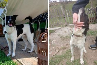 Oscypek szuka przyjaciela i kochającego domu.