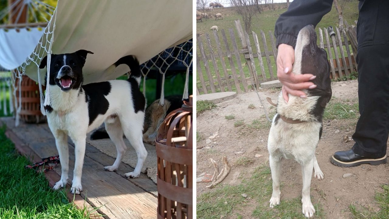 Oscypek szuka przyjaciela i kochającego domu.