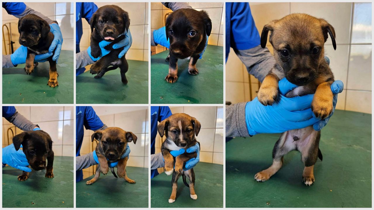 11 szczeniąt potrzebujących nowych opiekunów