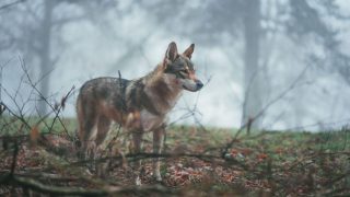 Wilk w gminie Chorkówka: Apel o rozwagę i zasady bezpieczeństwa