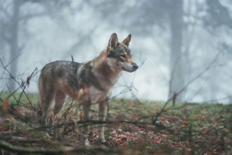 Wilk w gminie Chorkówka: Apel o rozwagę i zasady bezpieczeństwa