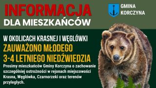 Na terenie gminy Korczyna pojawił się młody niedźwiedź, prawdopodobnie w wieku 3–4 lat.