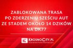 Groźne zderzenie sześciu aut z dzikami na DK77 w Stalowej Woli. Droga jest całkowicie zablokowana