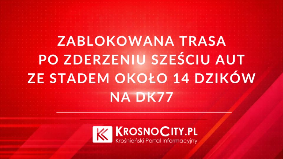 Groźne zderzenie sześciu aut z dzikami na DK77 w Stalowej Woli. Droga jest całkowicie zablokowana