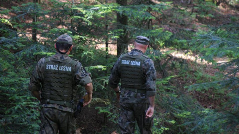Ruszyła ogólnopolska akcja Straży Leśnej „Stroisz 26”. Leśnicy kontrolują lasy i punkty sprzedaży